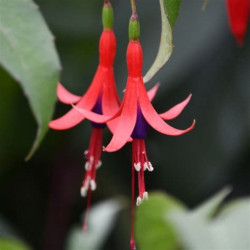 Fuchsia-regia-Reitzii