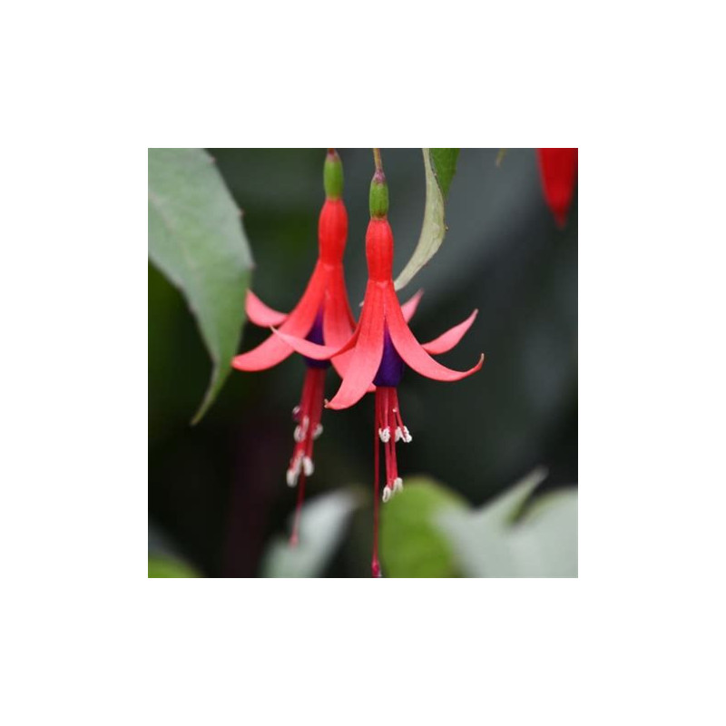Fuchsia-regia-Reitzii Fuchsia-regia-Reitzii
