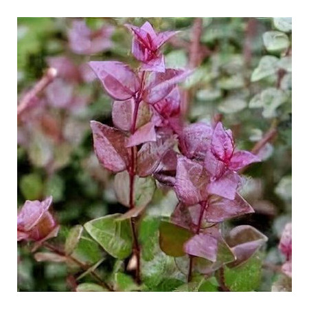 Lonicera nitida 'Red Tips'