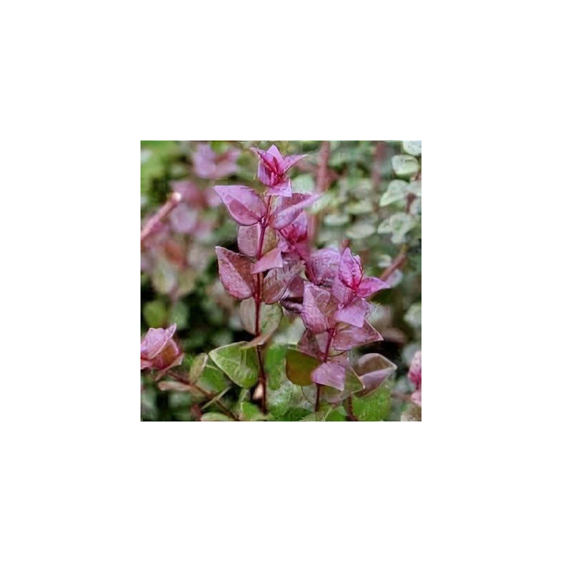 Lonicera nitida 'Red Tips'