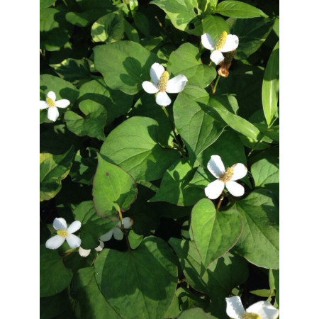 Houttuynia cordata - Poivrier chinois