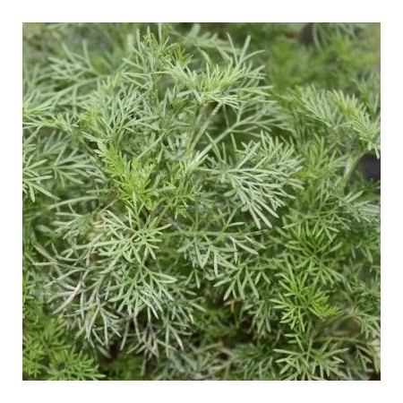 Absinthe maritime - Artemisia abrotanum var.maritima
