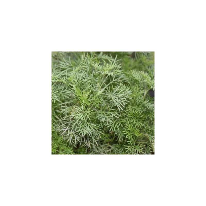 Absinthe maritime - Artemisia abrotanum var.maritima Absinthe maritime - Artemisia abrotanum var.maritima
