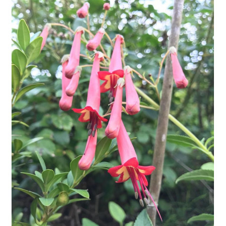 Fuchsia du Cap - Phygelius