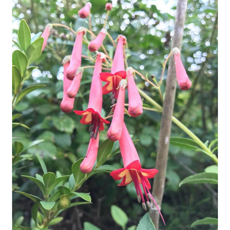 Fuchsia du Cap - Phygelius Fuchsia du Cap - Phygelius