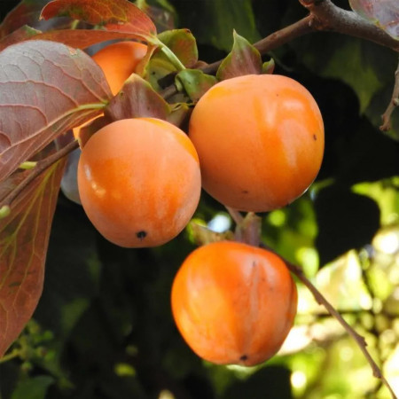 Plaqueminier 'Costata'