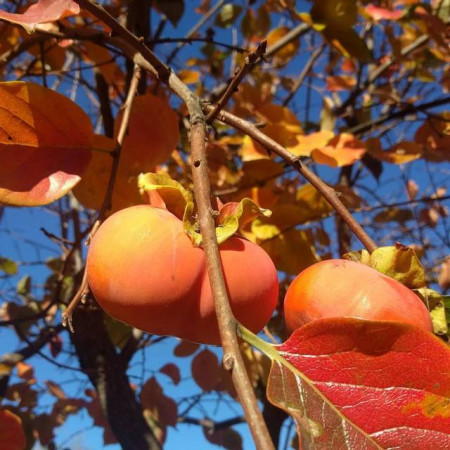 Achetez Diospyros Kaki - Plaqueminier fruitier résistant au froid