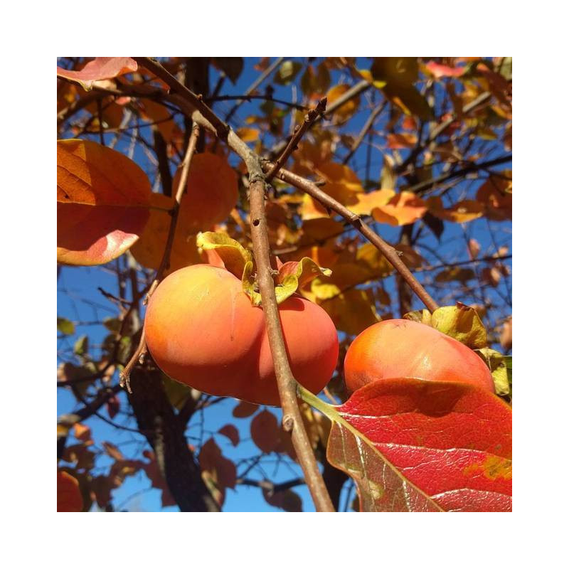 Achetez Diospyros Kaki - Plaqueminier fruitier résistant au froid Achetez Diospyros Kaki - Plaqueminier fruitier résistant au froid