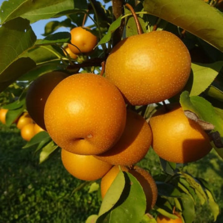 Nashi 'Chojuro',