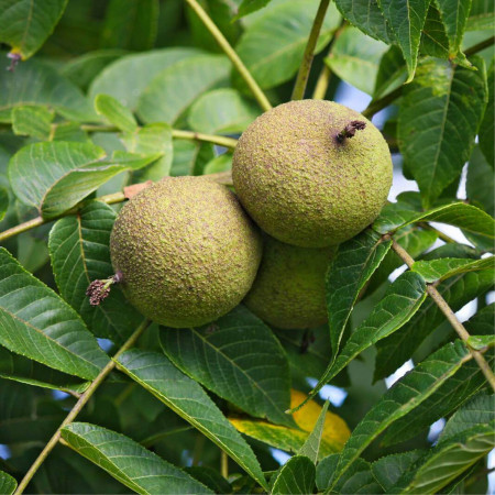 Noyer noir d’Amérique - Juglans nigra