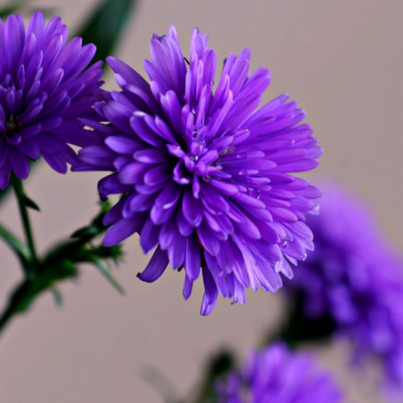 Aster de Virginie - Symphyotrichum novi-belgii