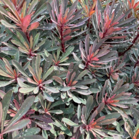 Euphorbe pourpre - Euphorbia amygdaloides ‘Purpurea’