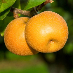 Nashi 'Hosui' - Poirier Japonais aux Fruits Sucrés