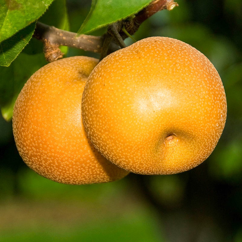 Nashi 'Hosui' - Poirier Japonais aux Fruits Sucrés Nashi 'Hosui' - Poirier Japonais aux Fruits Sucrés