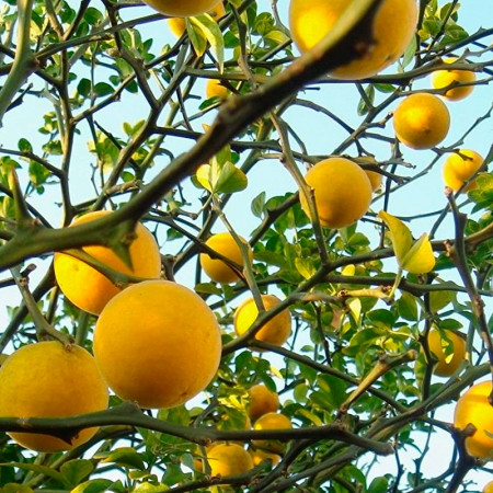 Poncirus trifoliata - Oranger du Japon / Bigaradier trifolié (Porte-greffe)