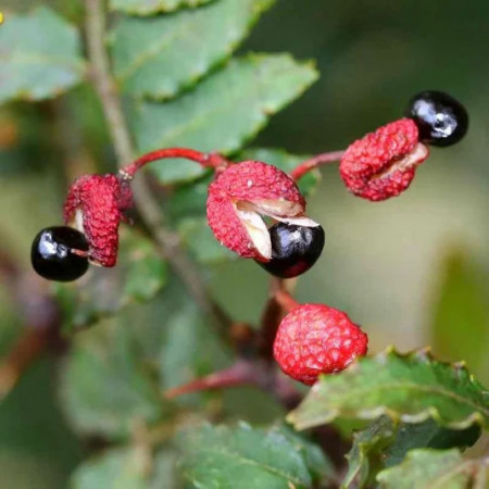 Xanthoxylum piperitum - Poivrier du Sichuan