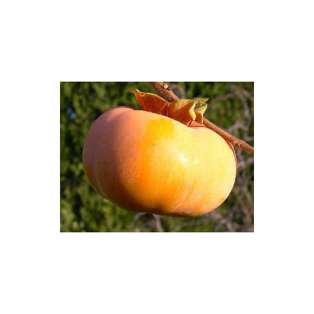Kaki 'Mazeli' – Diospyros kaki 'Mazelli'