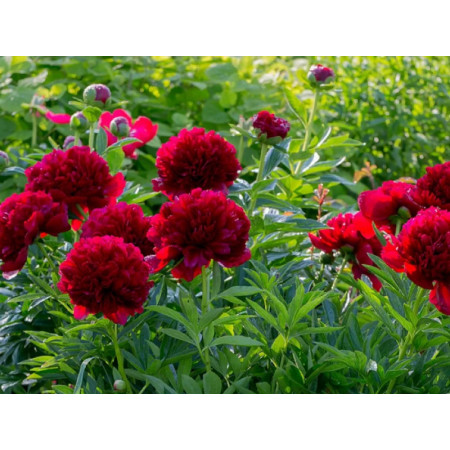 Pivoine ‘Performance Command’ – Paeonia lactiflora ‘Performance Command’