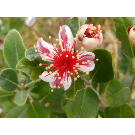 Goyavier du Brésil ‘Genini’ – Feijoa sellowiana ‘Genini’