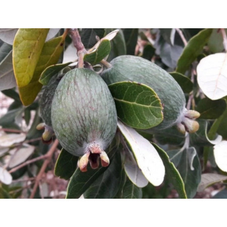 Goyavier du Brésil ‘Apolo’ – Feijoa sellowiana ‘Apolo’