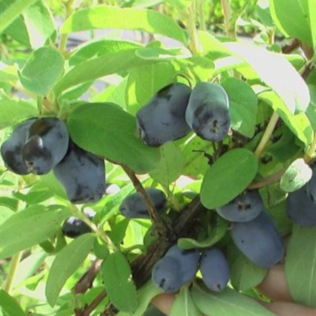 Baie de mai ‘Borealis’ – Lonicera caerulea var. kamtschatica