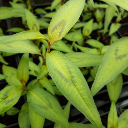 Coriandre Vietnamienne (Persicaria odorata)