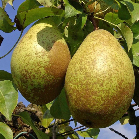 Poirier 'Comtesse de Paris' – Pyrus communis