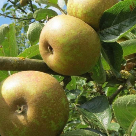 Pommier 'Court Pendu Gris du Limousin' – Malus domestica