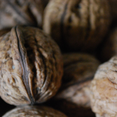 Noyer 'Parisienne' – Juglans regia 'Parisienne'