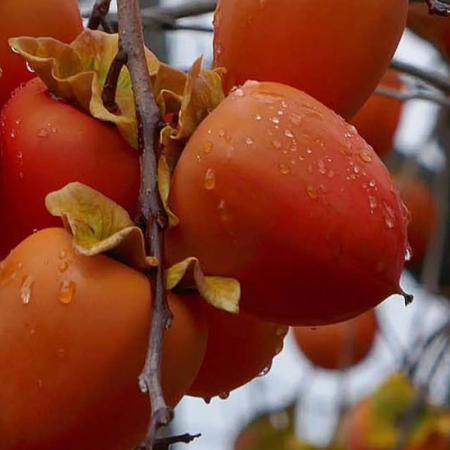 Kaki 'Sharon' – Diospyros kaki