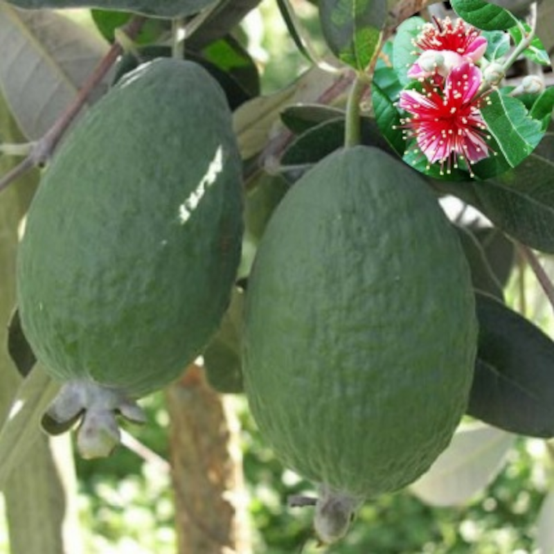 Goyavier du Brésil ‘Mammouth’ – Feijoa sellowiana ‘Mammouth’