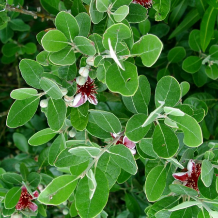 Goyavier du Brésil ‘Coolidge’ – Feijoa sellowiana ‘Coolidge’