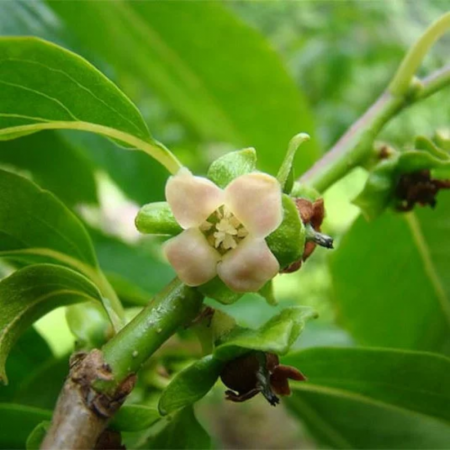 Diospyros lotus – Plaqueminier du Caucase