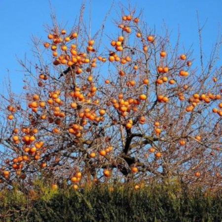 Kaki 'Vaniglia' – Diospyros kaki 'Vaniglia'