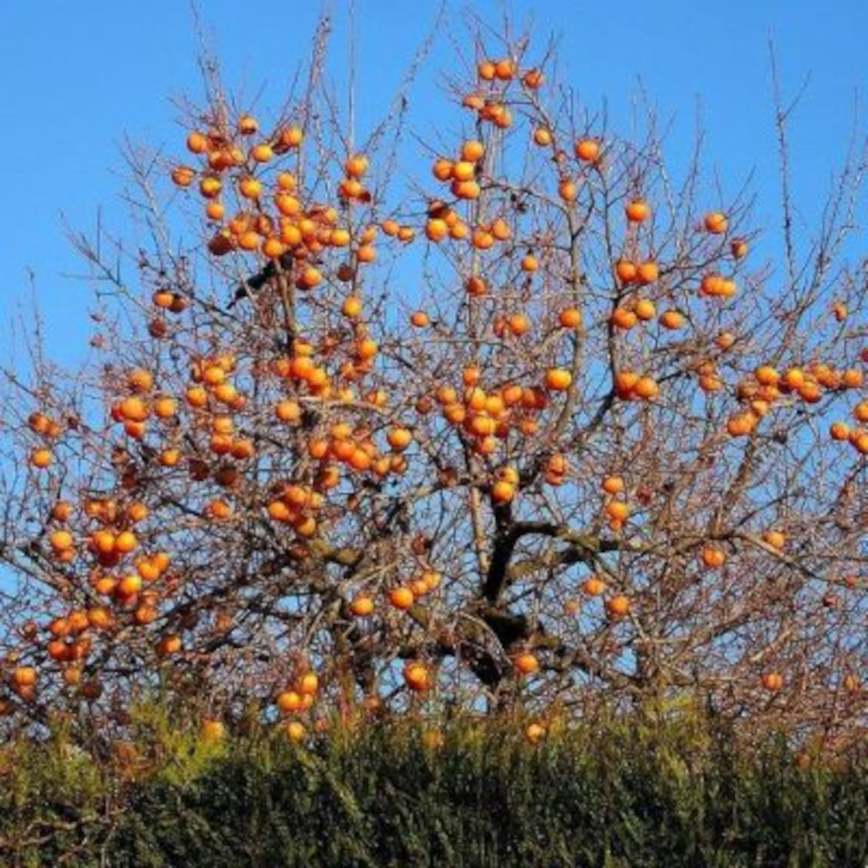 Kaki 'Vaniglia' – Diospyros kaki 'Vaniglia' Kaki 'Vaniglia' – Diospyros kaki 'Vaniglia'