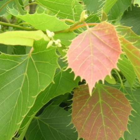 Tilleul de Henry - Tilia henryana