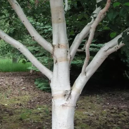 Bouleau de l’Himalaya – Betula utilis var. jacquemontii