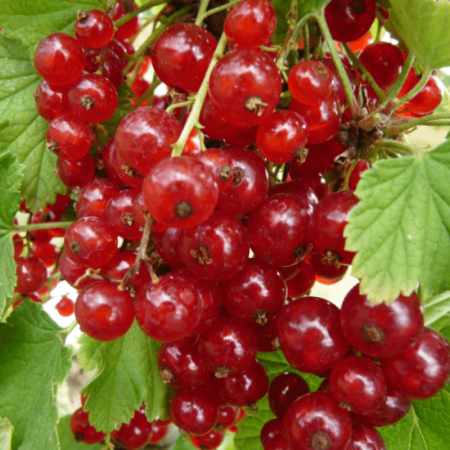 Groseillier 'London Market' – Ribes rubrum 'London Market'