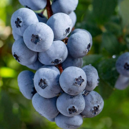 Myrtille 'Brigitta Blue' – Vaccinium corymbosum 'Brigitte Blue'