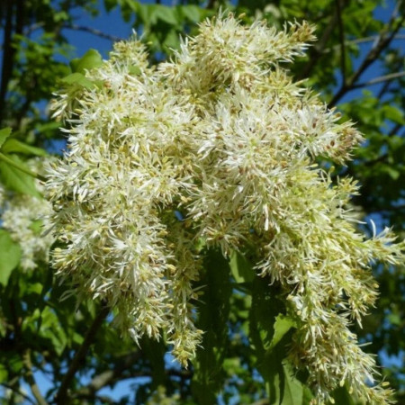 Frêne à fleurs – Fraxinus ornus