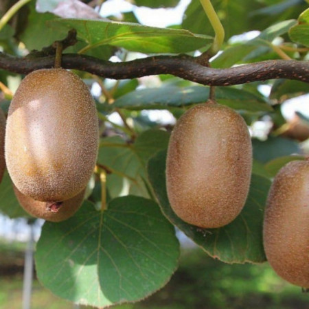 Kiwi 'Jenny' – Actinidia chinensis 'Jenny'
