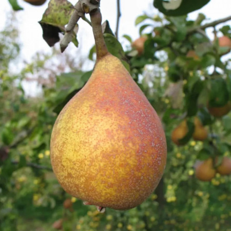 Poirier 'Fisée' – Pyrus communis 'Fisée'