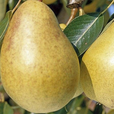 Poirier 'Sucrée vert de Montluçon' – Pyrus communis 'Sucrée vert de Montluçon'