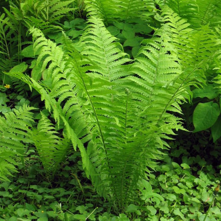 Fougère autruche – Matteuccia struthiopteris