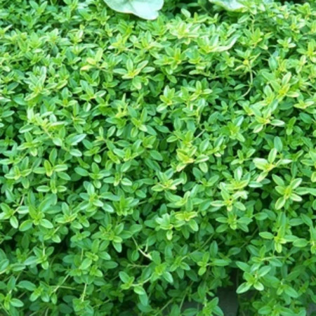 Thym citronné – Thymus × citriodorus