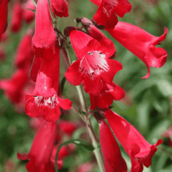 Galane Barbue Rouge