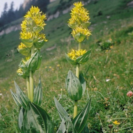 Gentiane jaune – Gentiana lutea