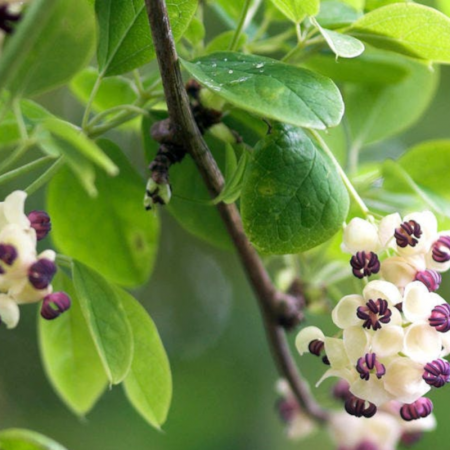 Akébie à cinq feuilles – Akebia quinata 'Cream Form'