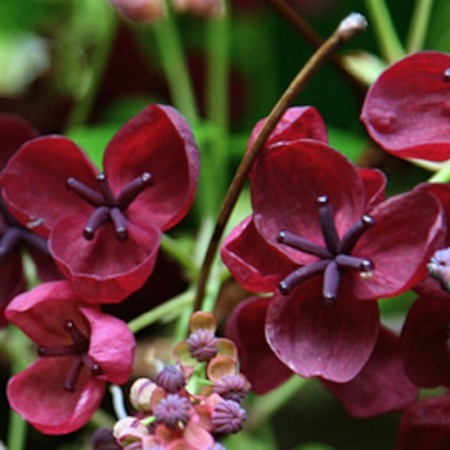Akébie à cinq feuilles – Akebia quinata