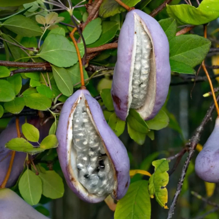Akébie à cinq feuilles – Akebia quinata